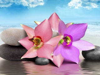 Пазл «Орхидеи и камни»