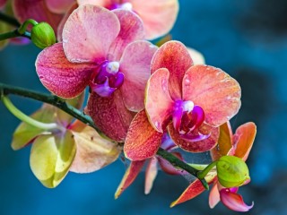 Jigsaw Puzzle «Orchid»