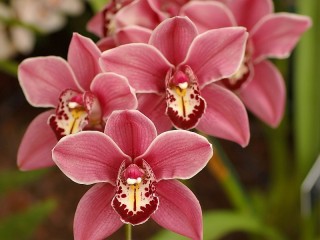 Пазл «Orchid»