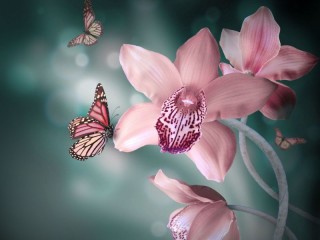 Пазл «Орхидея и бабочка»