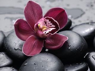 Jigsaw Puzzle «Orchid on rocks»