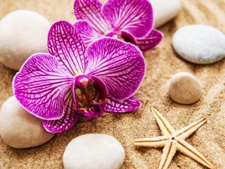 Пазл «Орхидея на песке»