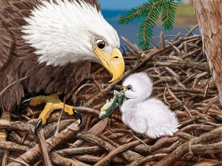 Rompecabezas «Eagle and chick»
