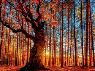 Puzzle «Autumn and the sun»