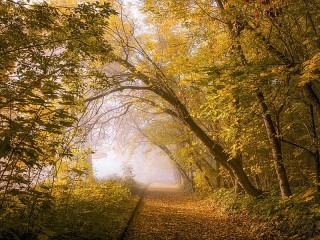 Quebra-cabeça «Autumn and fog»
