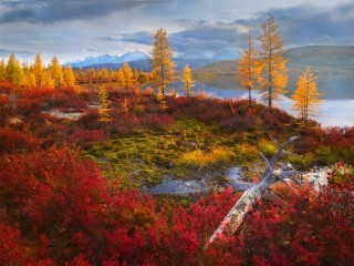 Puzzle «Autumn shrubs and spruce»