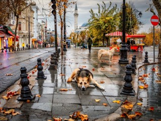 Jigsaw Puzzle «Autumn in the city»
