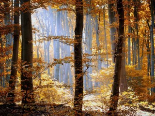 Пазл «Осень в лесу»