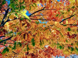 Пазл «Autumn is in full swing»