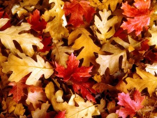 Jigsaw Puzzle «Autumn gold»