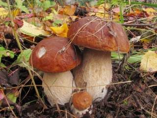 Пазл «Осенние грибы»