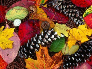 Пазл «Осенние листья и шишки»