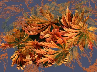Слагалица «Autumn leaves»