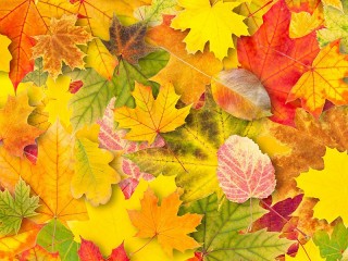 Пазл «Осенние листья»
