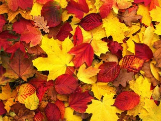 Slagalica «Autumn leaves»