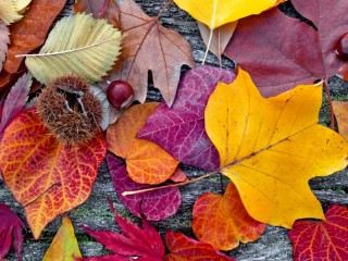 Quebra-cabeça «Autumn leaves»