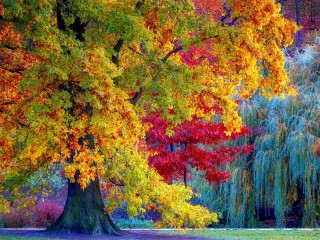 Rompecabezas «autumn maple»