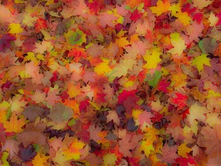 Zagadka «Autumn carpet»