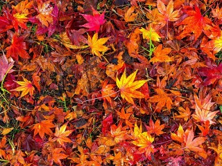 Jigsaw Puzzle «Autumn carpet»