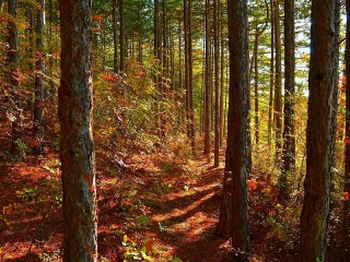 Jigsaw Puzzle «Autumn forest»