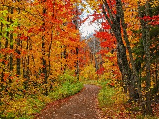 Пазл «Осенний лес»