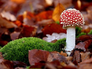 Jigsaw Puzzle «Autumn mushroom»