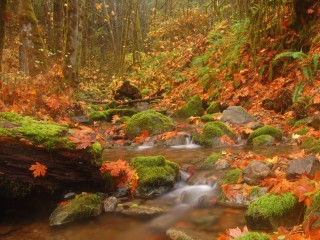Zagadka «Autumn landscape»