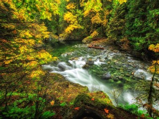 Quebra-cabeça «autumn stream»