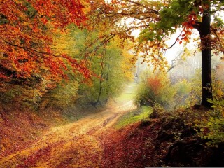 Quebra-cabeça «Autumn Trail»