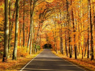 Пазл «Autumn road»