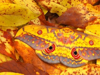 Slagalica «autumn disguise»