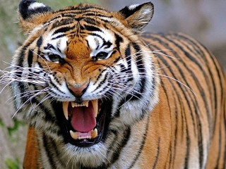 Пазл «Оскал тигра»