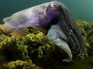 Пазл «Cuttlefish»