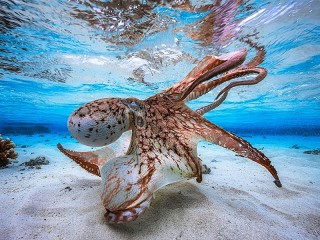 Jigsaw Puzzle «Octopus»
