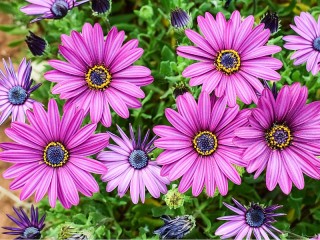 Пазл «Osteospermum»