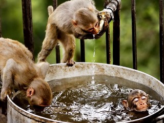 Пазл «Осторожно обезьянки»
