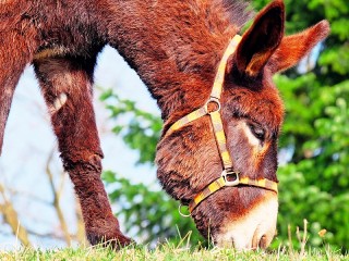 Puzzle «Donkey»