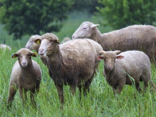 Rompecabezas «Sheep in the rain»