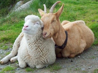 パズル «Sheep and goat»