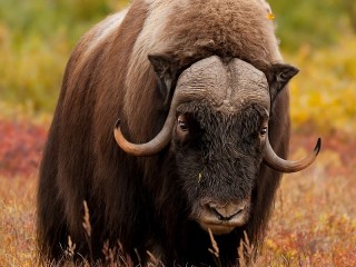 Rompicapo «Musk ox»