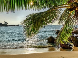 Пазл «Пальма и пляж»