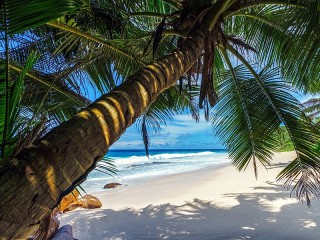Пазл «Пальма над пляжем»