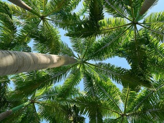 Zagadka «Palm trees»