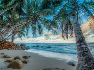 Jigsaw Puzzle «Palm trees at dusk»