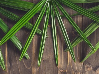 Jigsaw Puzzle «Palm leaves»