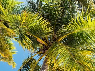 Rätsel «Palm leaves»