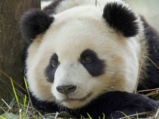 Bulmaca «Panda»