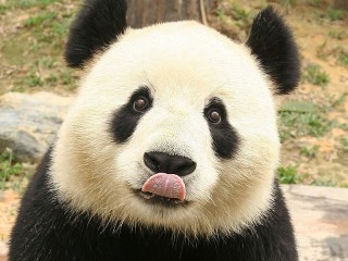 Rompecabezas «Panda»