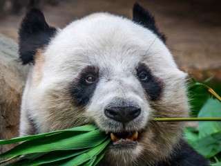 Rompicapo «Panda»