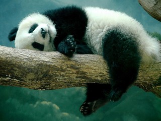 Rätsel «Panda»